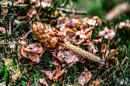 Pine cones squirrel food mice forage in the forest