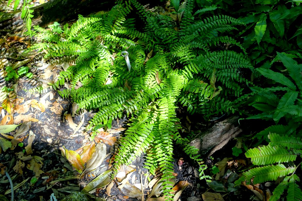 Bolbitis rhizophylla - Marie Selby Botanical Gardens - Sarasota, Florida - DSC01862