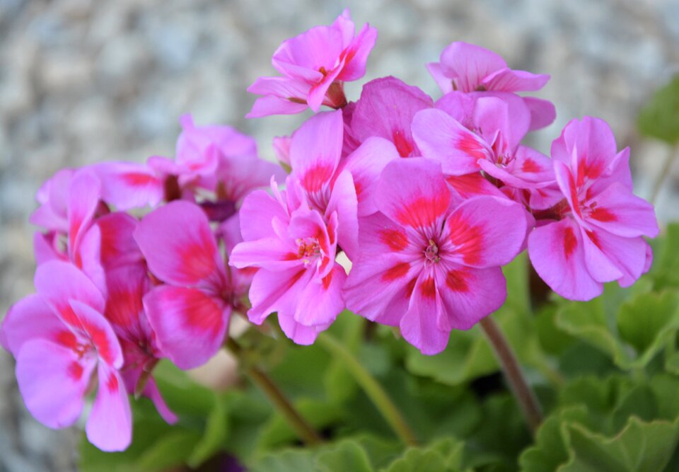 Pink nature summer
