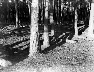 Bos op de Veluwe, Bestanddeelnr 252-0570