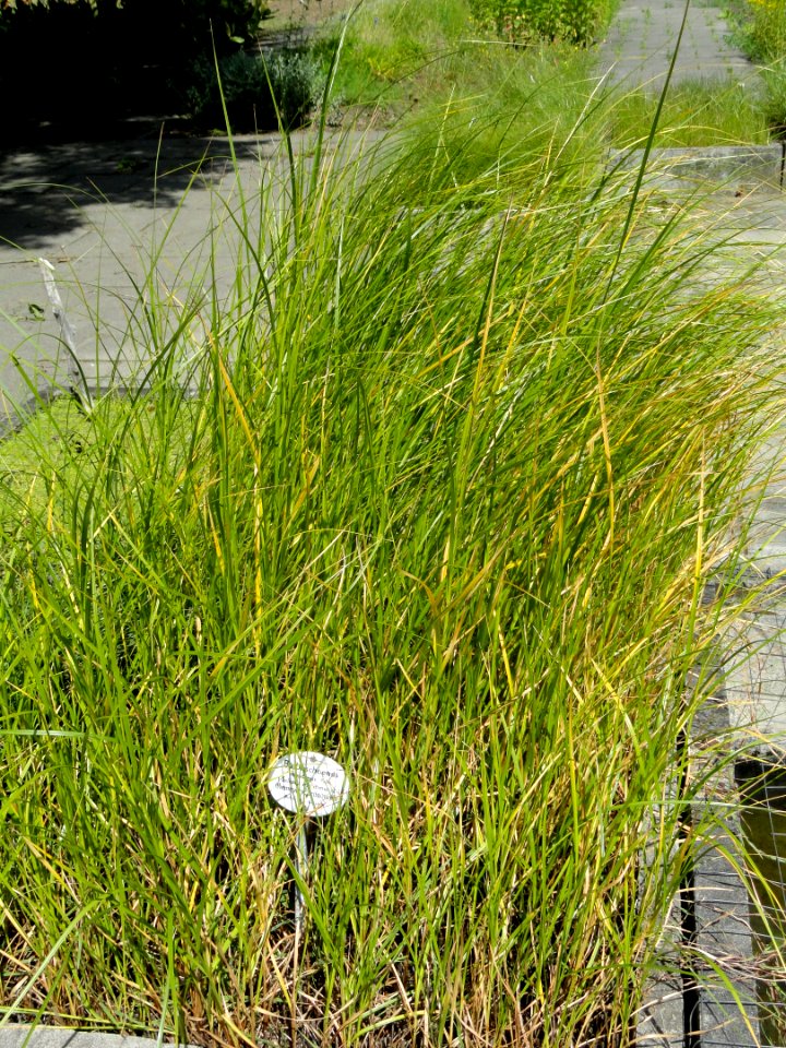 Bolboschoenus maritimus - Botanical Garden, University of Frankfurt - DSC02707