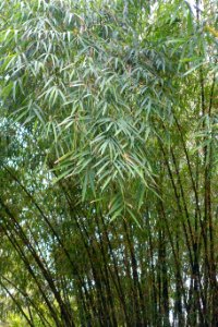 Borinda lushuiensis Yunnan 4 - Trebah Garden - Cornwall, England - DSC01407