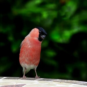Male foraging garden