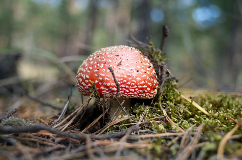 Autumn season food