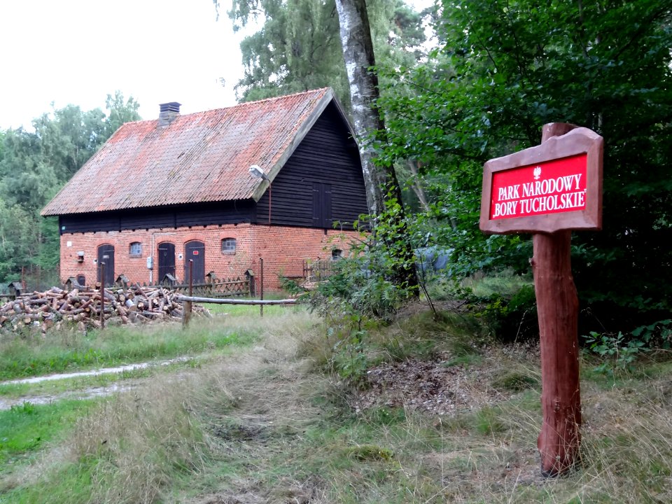 Bory Tucholskie Drzewicz 3 08-2013