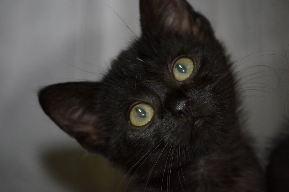 Animal welfare kitten nature