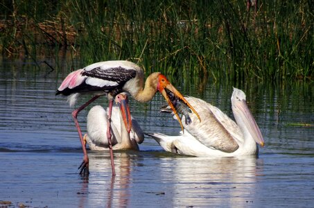 Pelecanus onocrotalus eastern white pelican rosy pelican photo