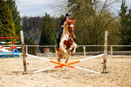 Jockey showjumping sand