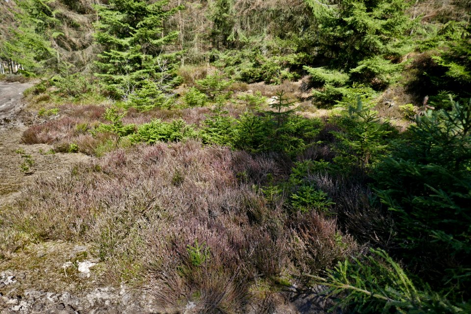 Borlinghausen - Eggeweg - LSG Naturpark - 2