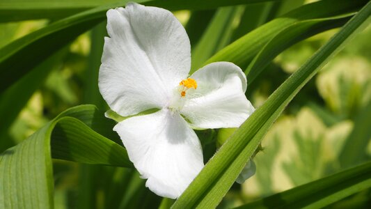 Bloom blossom nature