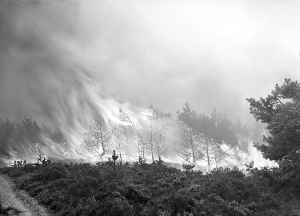 Bos en heidebrand, Bestanddeelnr 250-8164