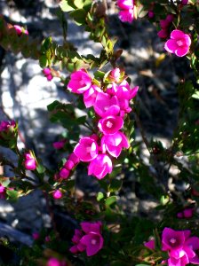 Boronia serrulata Ku-Ring-Gai Chase National Park