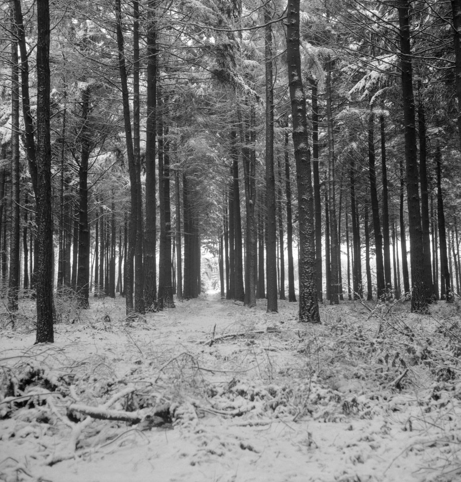 Bossen, sneeuw, overzichten, Bestanddeelnr 253-5426