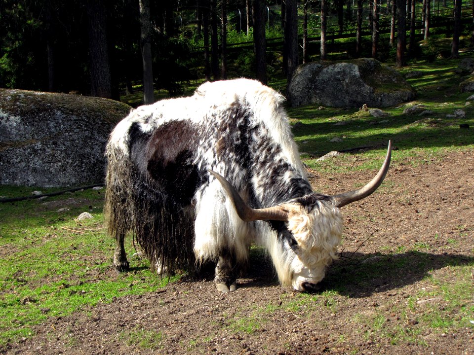 Bos grunniens in Junsele