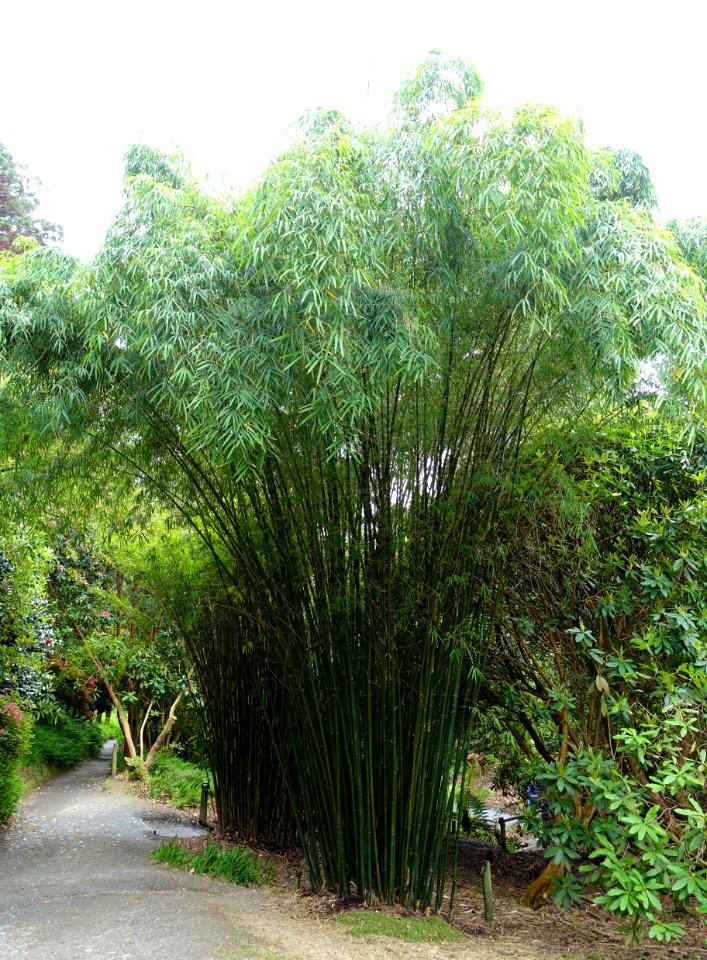 Borinda lushuiensis Yunnan 4 - Trebah Garden - Cornwall, England - DSC01398