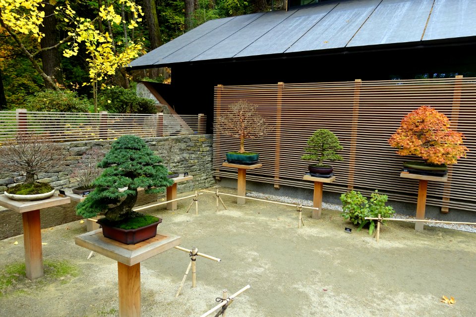 Bonsai collection - Portland Japanese Garden - Portland, Oregon - DSC08157