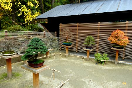 Bonsai collection - Portland Japanese Garden - Portland, Oregon - DSC08157