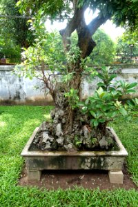 Bonsai - Temple of Literature, Hanoi - DSC04644