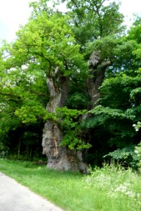 Borlinghausen - Tausendjährige Eiche - 4