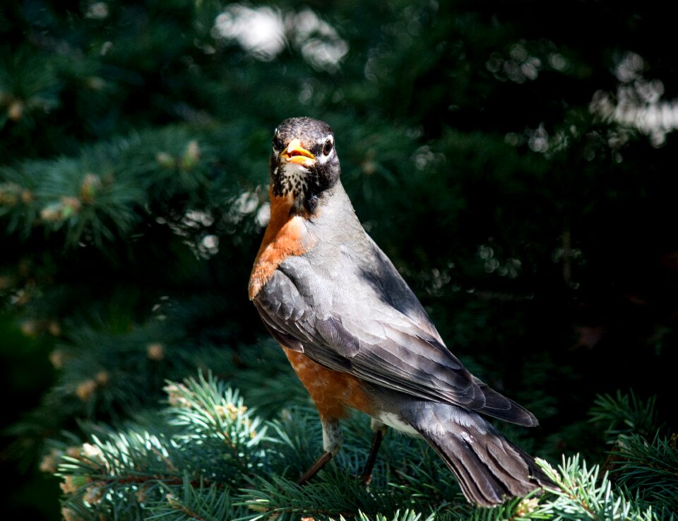 Wildlife animal wild