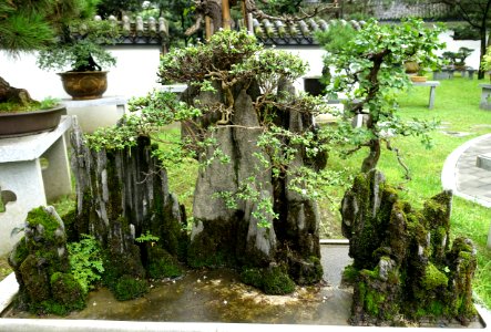 Bonsai mountain in the Bonsai collection - Baihuatan Park - Chengdu, China -DSC03831