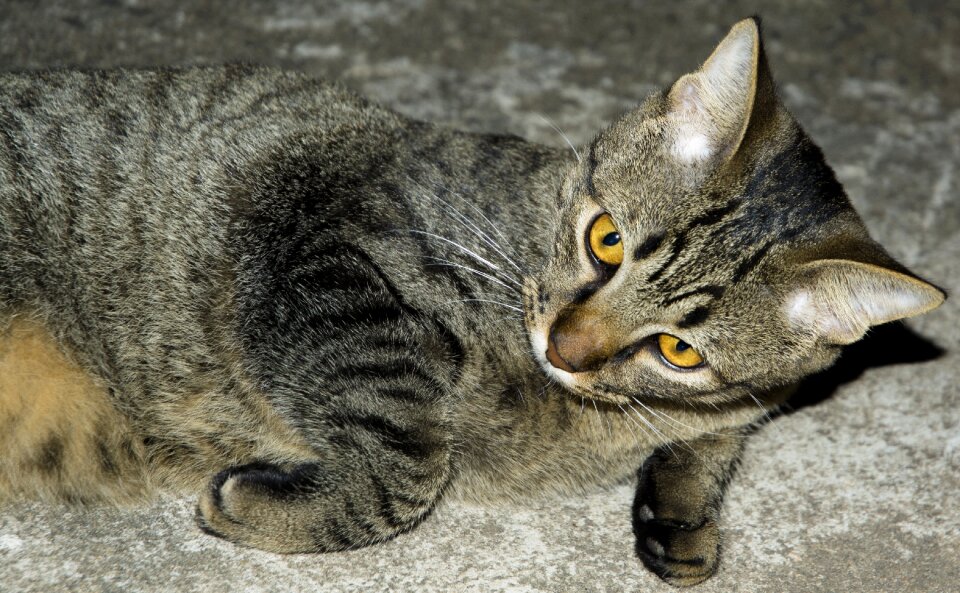 Cat face feline look animals