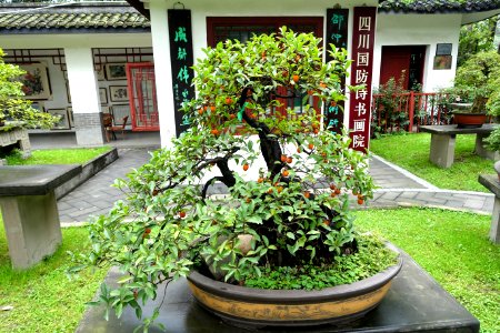 Bonsai in the Bonsai collection - Baihuatan Park - Chengdu, China -DSC03817
