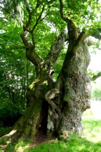 Borlinghausen - Tausendjährige Eiche - 2