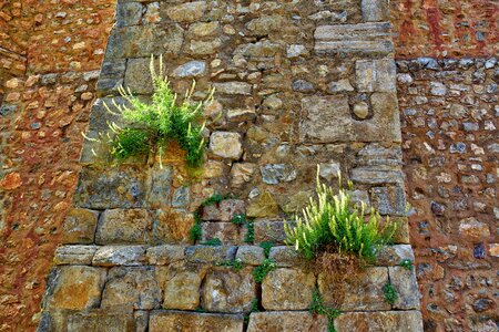 Wall natural wild