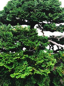 Bonsai Tree 2 photo