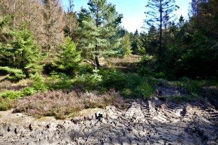 Borlinghausen - Eggeweg - LSG Naturpark - 1