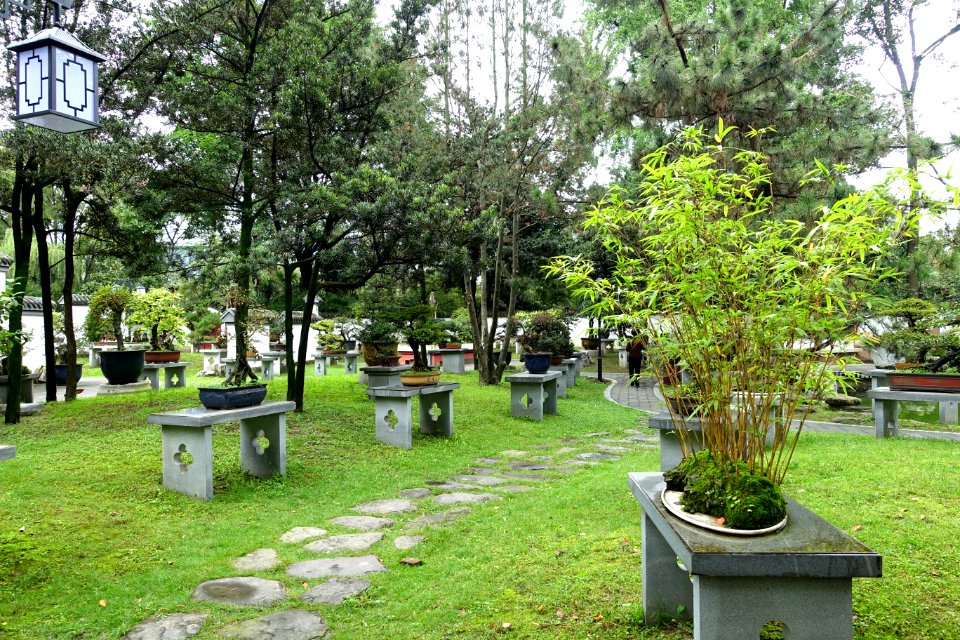 Bonsai collection - Baihuatan Park - Chengdu, China -DSC03823