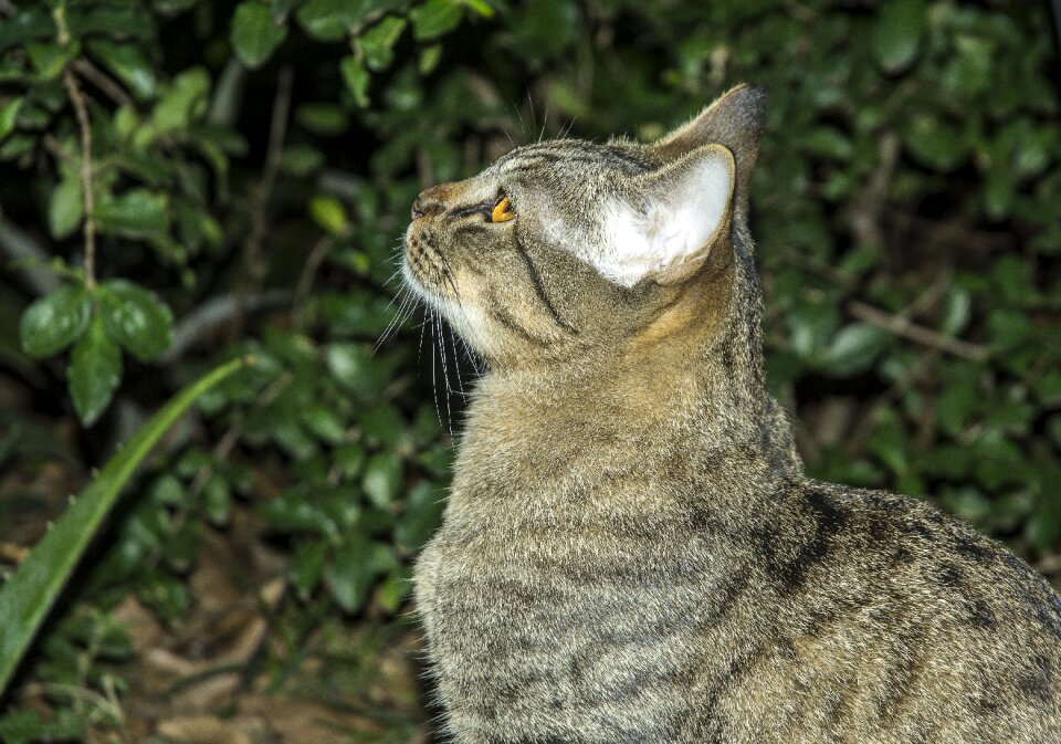 Kitten cat face feline stopped