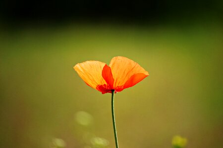 Red poppy blossom bloom photo