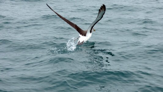 Bird seabird blue running