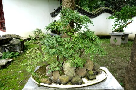 Bonsai in the Bonsai collection - Baihuatan Park - Chengdu, China -DSC03833