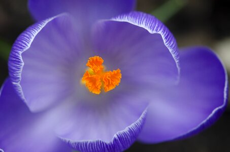 Flower purple saffron photo