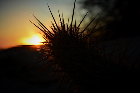 Dry sunset brazil