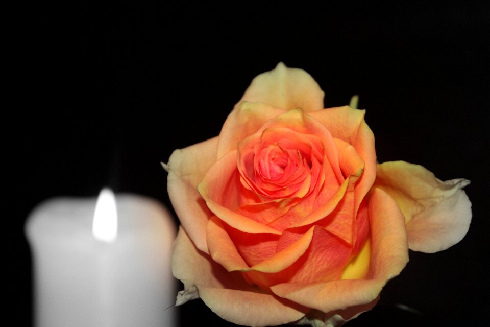Rose bloom orange candle