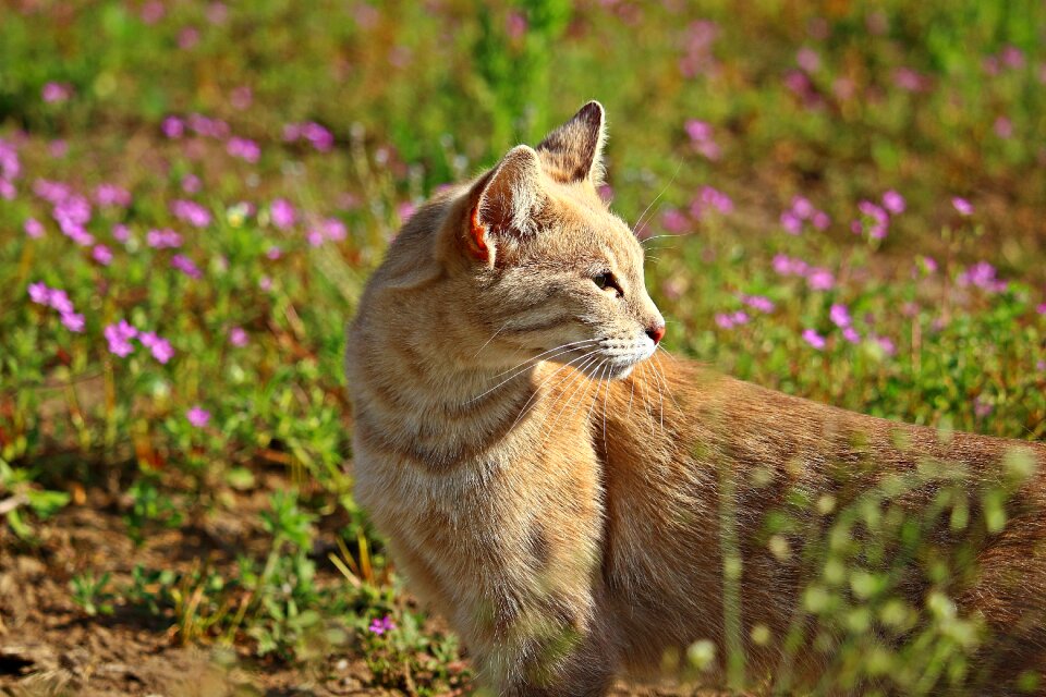 Grass mackerel breed cat