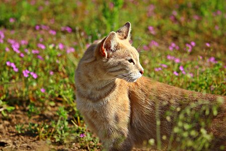 Grass mackerel breed cat
