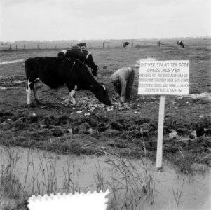 Bord met koeien in land Piet de Jong Amsterdam, Bestanddeelnr 905-2711
