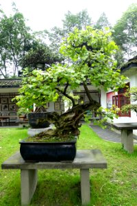 Bonsai in the Bonsai collection - Baihuatan Park - Chengdu, China -DSC03819