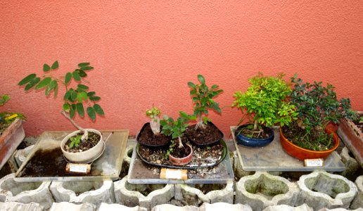 Bonsai - Jardim Botânico Tropical - Lisbon, Portugal - DSC06575