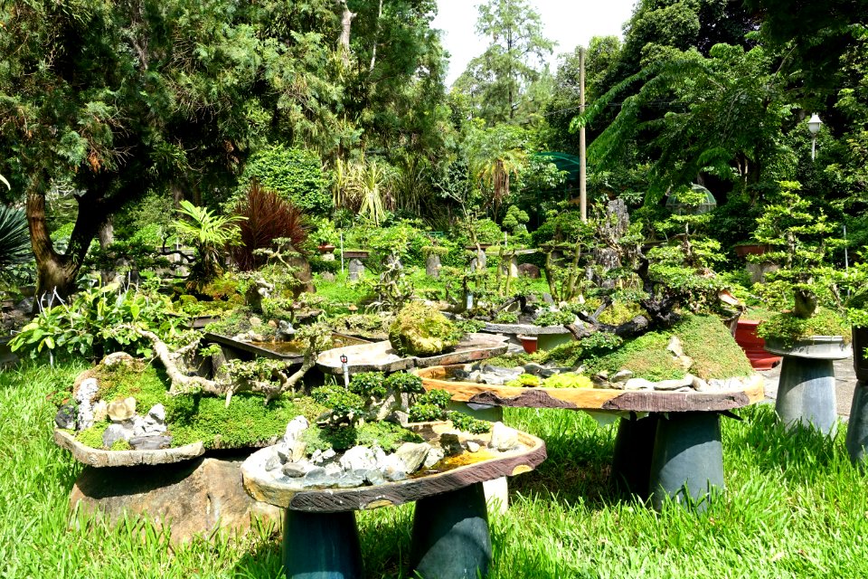 Bonsai - Saigon Zoo and Botanical Gardens - Ho Chi Minh City, Vietnam - DSC01238