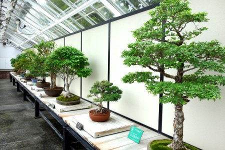 Bonsai exhibit - Longwood Gardens - DSC01254