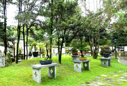 Bonsai collection - Baihuatan Park - Chengdu, China -DSC03825