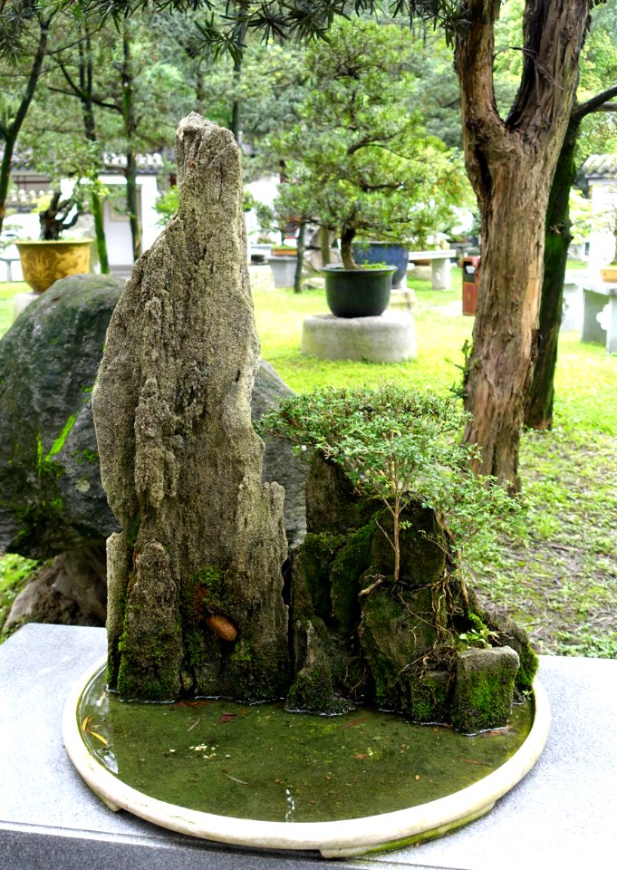 Bonsai mountain in the Bonsai collection - Baihuatan Park - Chengdu, China -DSC03826