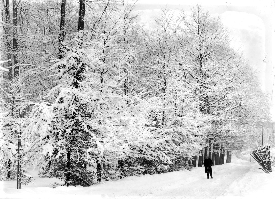 Bossen, sneeuw, Bestanddeelnr 253-6857