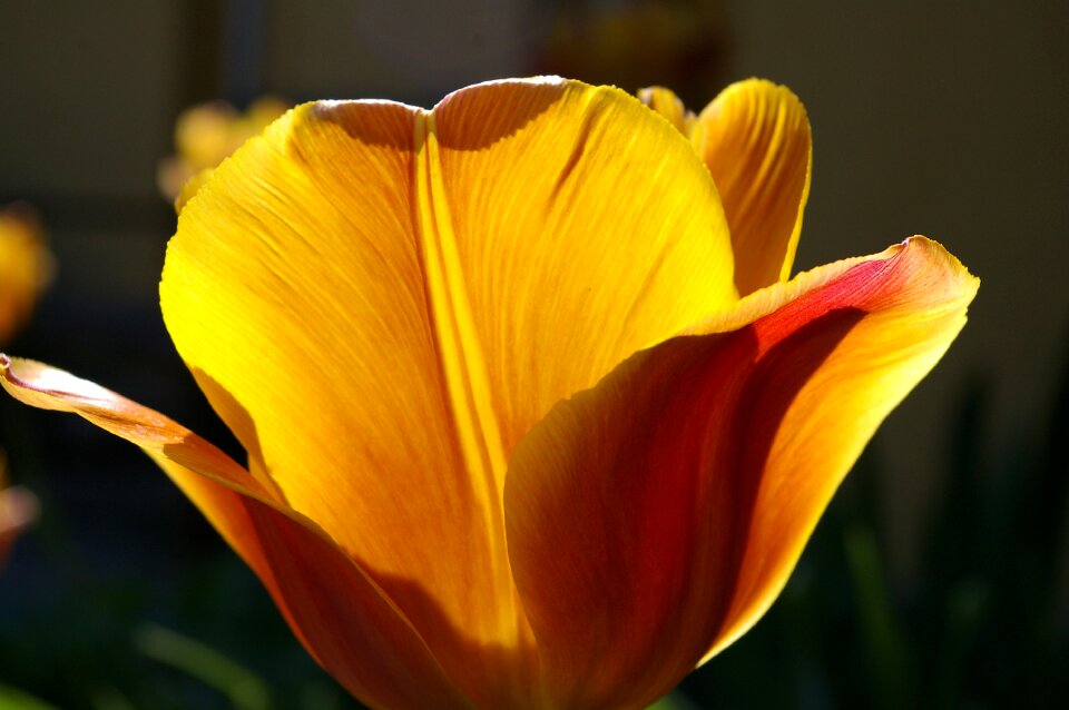Spring blossom bloom